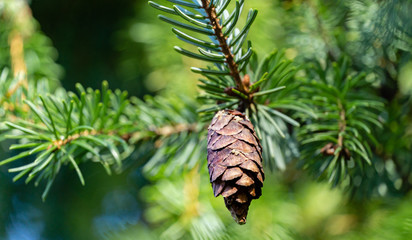 Close-up of brown ripe pine cone on branch of Picea omorika on green blurred background. Sunny day in autumn garden. Selective focus