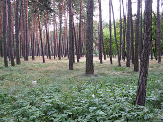 Forest