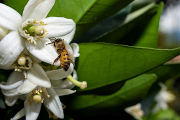 bee pollinating orange tree flower