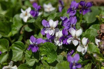 Obraz na płótnie Canvas violet flower blue and white,in spring the flowers grow in the forest blue and white violets