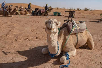 Camel in Sahara desert, Morocco