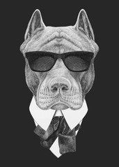 Portrait of Pit Bull in suit.  Hand-drawn illustration. Vector isolated elements.	