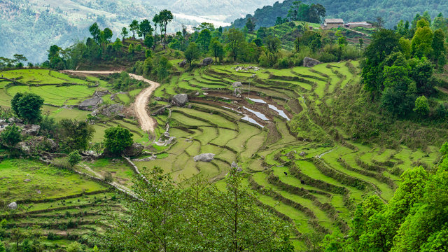 Valley with Rice fields in Panchase, Pokhara, Nema