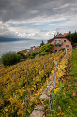 Vignobles du lac Léman côté suisse