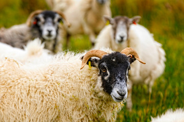 group of sheep in the Scottish highlands