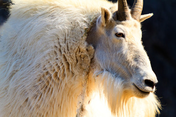 Rocky Mountain Goat