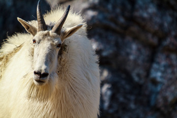 Rocky Mountain Goat