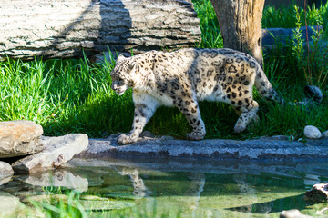 Snow leopard in the wild at summer (lat. unica unica ) 