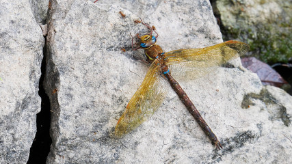 Ants eat a dead brown hawker (Aeshna grandis) dragonfly.