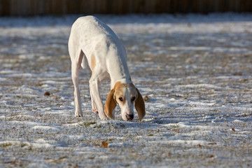 A white porcelaine hound dog in the late afternoon sun after a fall snowfall.