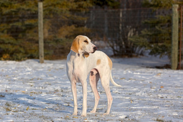 A white porcelaine hound dog in the late afternoon sun after a fall snowfall.