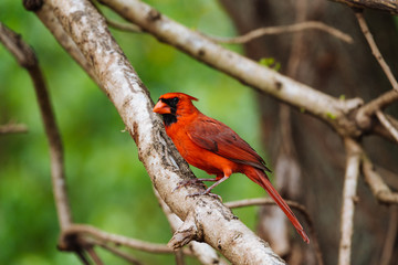 Red Cardinal bird sitting on the branch in Hawaii nature