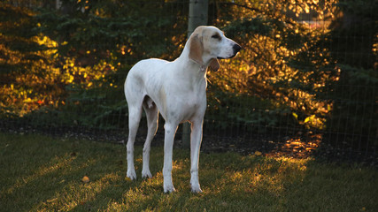 Obraz na płótnie Canvas A Porcelaine scent hound standing in the early morning sun 