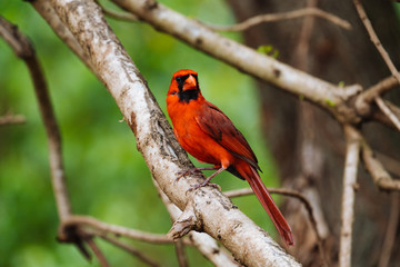 Red Cardinal bird sitting on the branch in Hawaii nature - 303192046