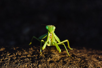 Close-up of big green Mantis