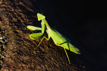 Close-up of big green Mantis