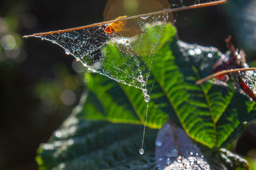 Wassertropfen im Spinnennetz