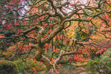 Japanese Maple Tree in the Fall - 303193019