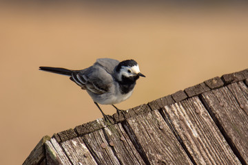 The white wagtail (Motacilla alba) singing on wooden roof