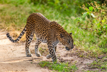 Leopard with prey is on the road. Very rare shot. Sri Lanka. Yala National Park