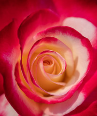 Fototapeta na wymiar Close Up of Beautiful Double Delight Hybrid Tea Rose - Selective Focus Background