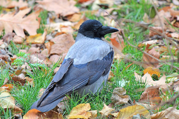 beautiful crow among fallen autumn leaves
