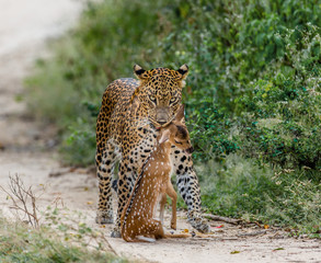 Leopard with prey is on the road. Very rare shot. Sri Lanka. Yala National Park