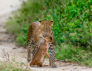 Leopard with prey is on the road. Very rare shot. Sri Lanka. Yala National Park