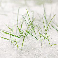 Green grass under white snow. White snow covering. Frozen grass. Winter nature background. Square.