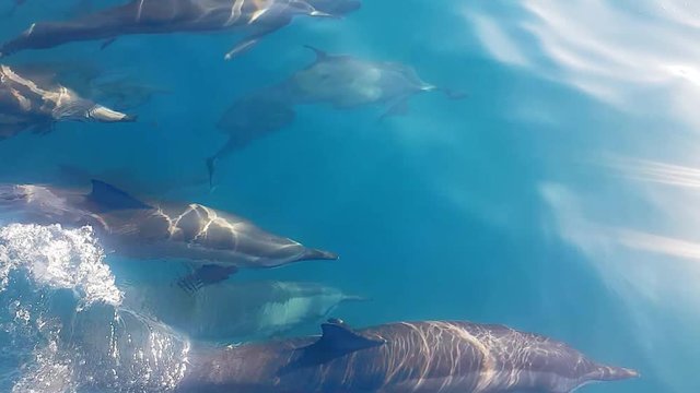 Delfine begleiten ein Ausflugsboot auf den Malediven und spielen miteinander