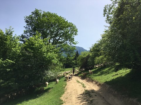 Schafherde auf Weide in Rum&auml;nien II