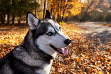 Portrait of a Siberian Husky dog outdoors.copy space.Wallpaper.