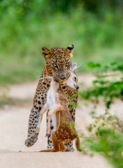 Fototapeta na wymiar Leopard with prey is on the road. Very rare shot. Sri Lanka. Yala National Park
