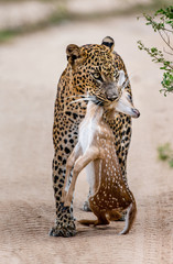 Naklejka premium Leopard with prey is on the road. Very rare shot. Sri Lanka. Yala National Park