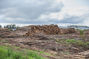 Cut down forest. Harvesting logs. Deforestation. Logs are stacked. Felling of coniferous forest. Wood processing. Log blanks for creating boards. Protection of nature from destruction.
