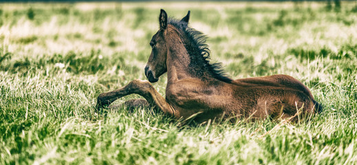 Horses on a field at a farm in summer. Photographed in a High-key.