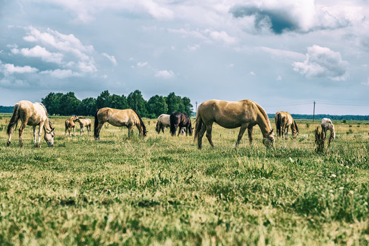 Horses on a field at a farm in summer. Photographed in a High-key.