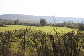 Bocage taillé