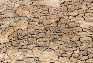 Tree bark texture wallpaper