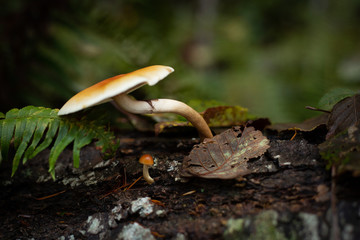 Mushrooms in a lush forest