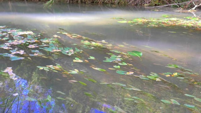 lento movimiento de hojas sobre corriente de r&iacute;o