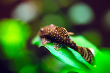 Fish Ancistrus Ancistrus dolichopterus in a home freshwater aquarium.