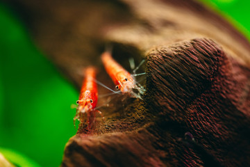 Cherry fire red dwarf shrimps stay on wood decoration in fresh water aquarium tank with dark and...