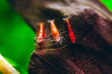 Cherry fire red dwarf shrimps stay on wood decoration in fresh water aquarium tank with dark and...