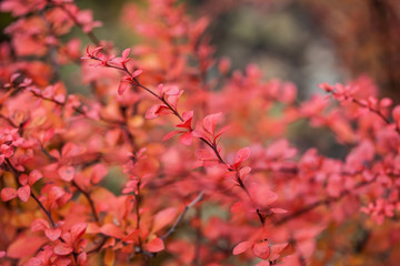 Bright red berries of bearberry cotoneaster.