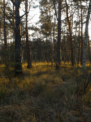 Natur auf dem Darß