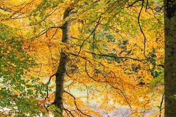 autumn leaves on tree