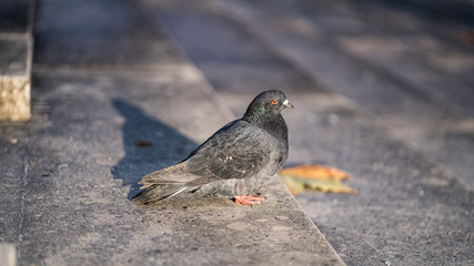 pigeon side