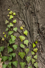 Weaving ivy on the bark of an old tree. natural texture, background, close-up.