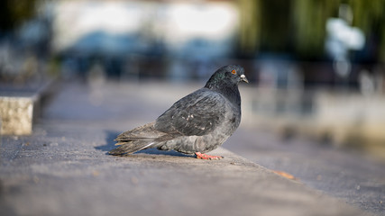 looking pigeon 